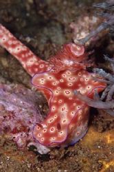 nudibranch on the wreck. by Allen Lee 